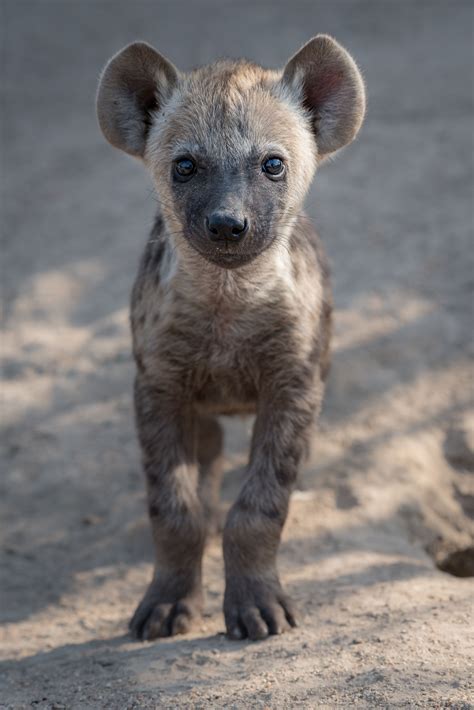 Hyena are one of the most misunderstood and under-appreciated species in the animal kingdom. Read 10 amazing facts about spotted hyena from our in-house expert, a.k.a “hyena man”, Axel …